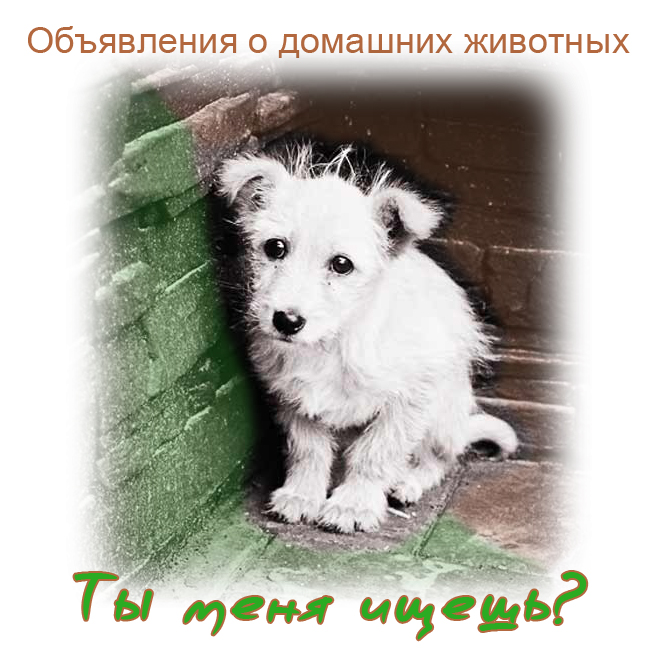 Объявления о домашних живоных Объявления о домашних живоных